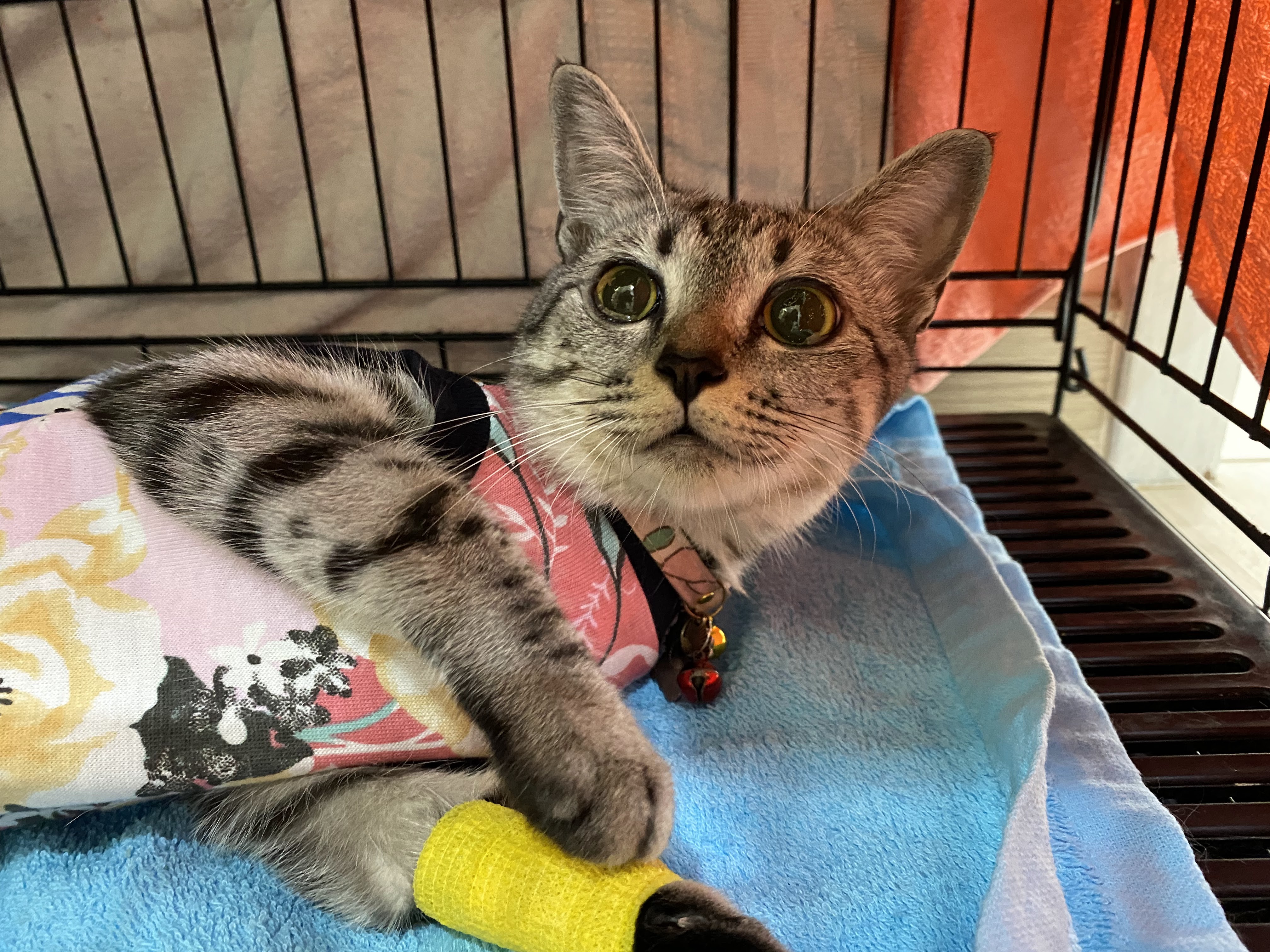 Sunshine Pet Vet Clinic