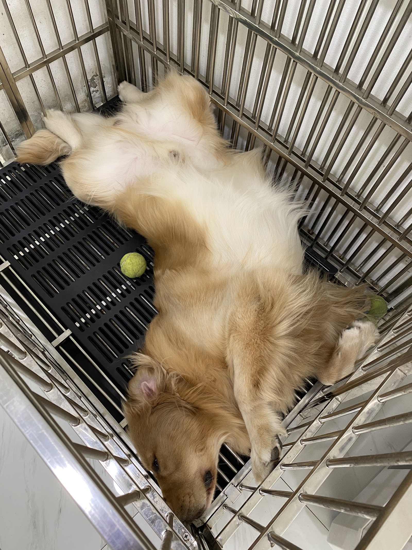 The Nine Animal Hospital