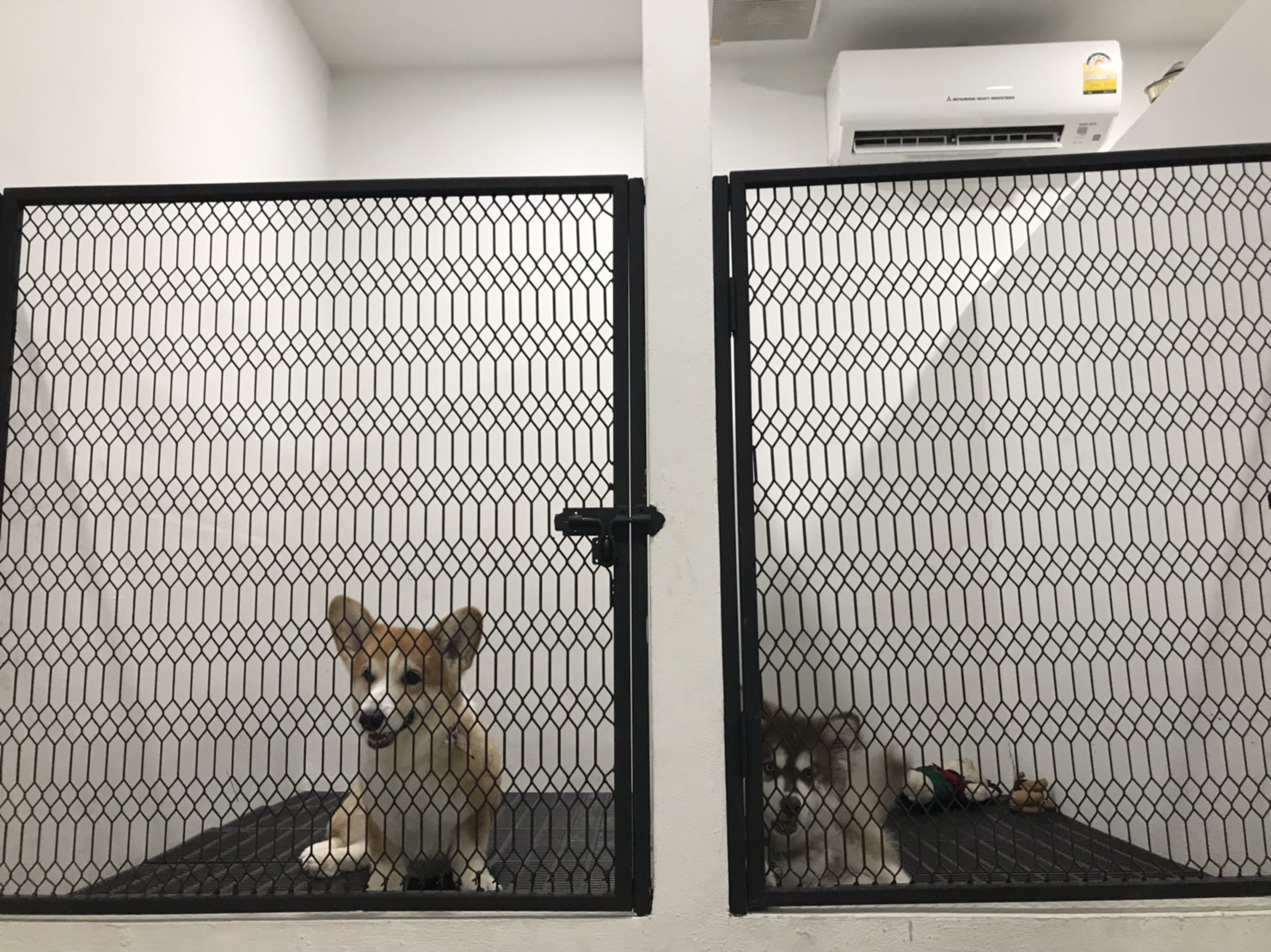 The Nine Animal Hospital