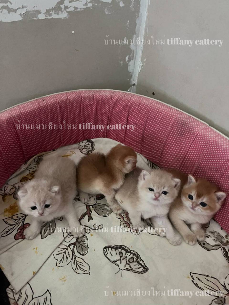 Tiffany Cattery