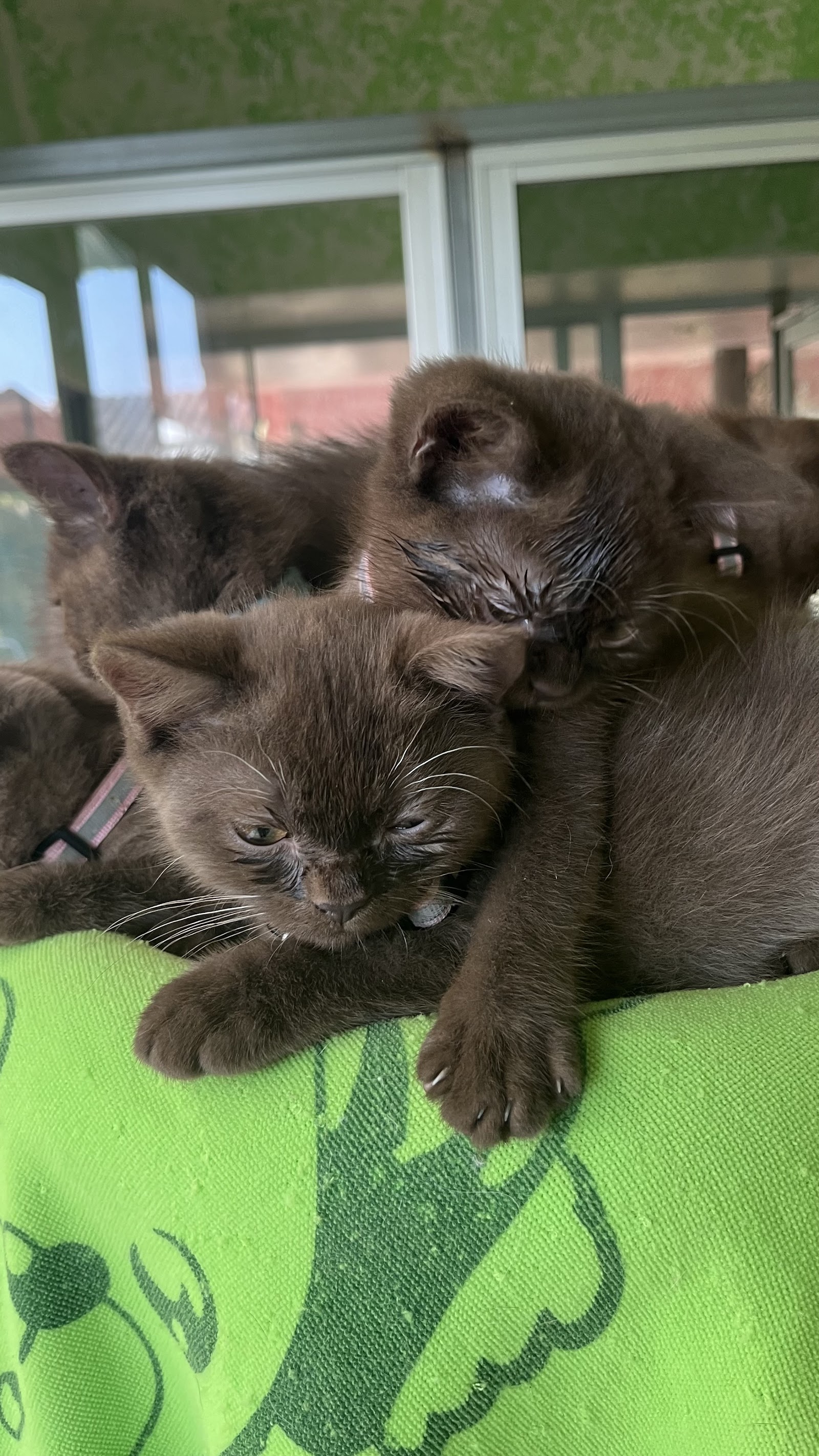 Tiffany Cattery