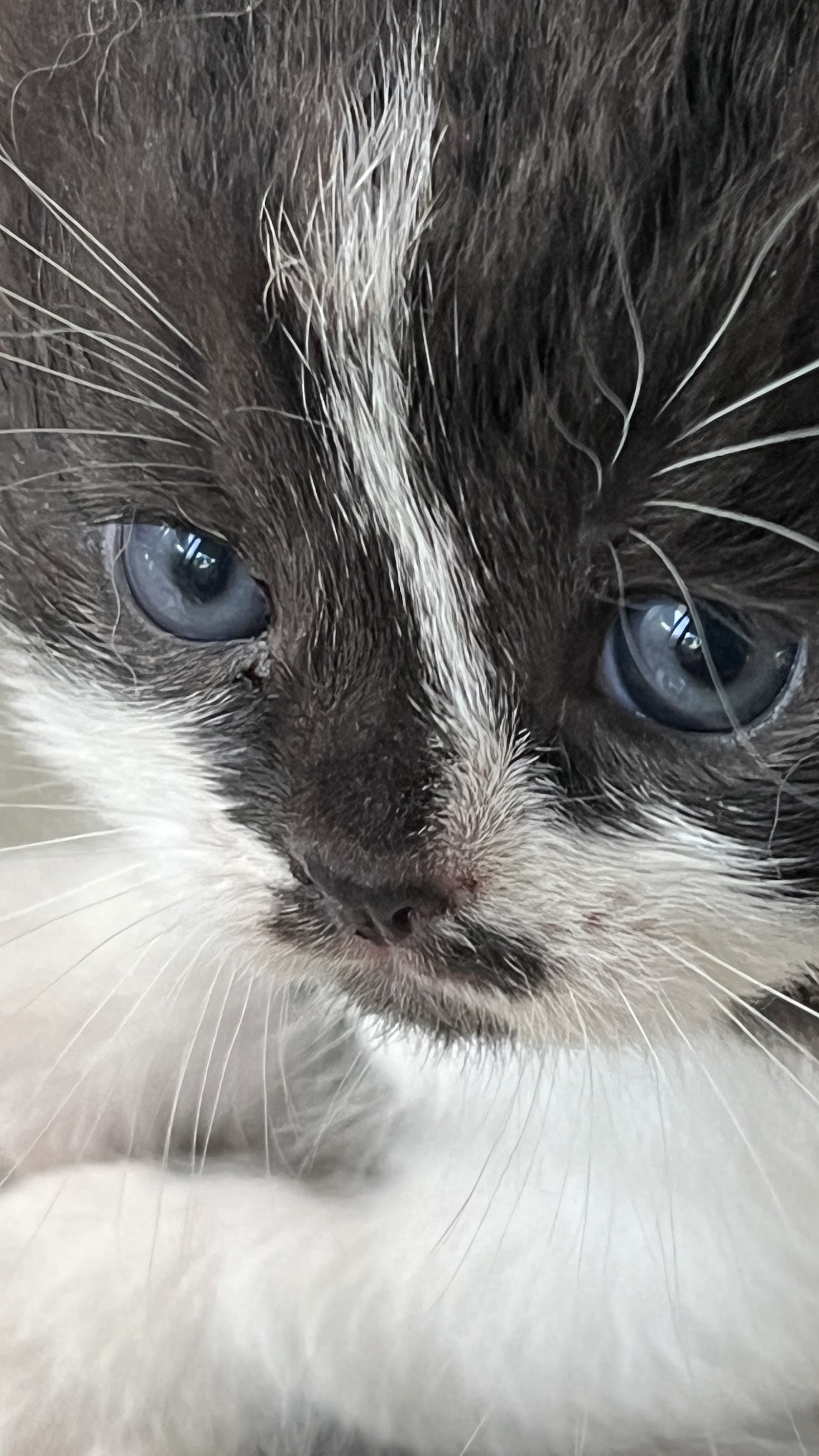 Tiffany Cattery