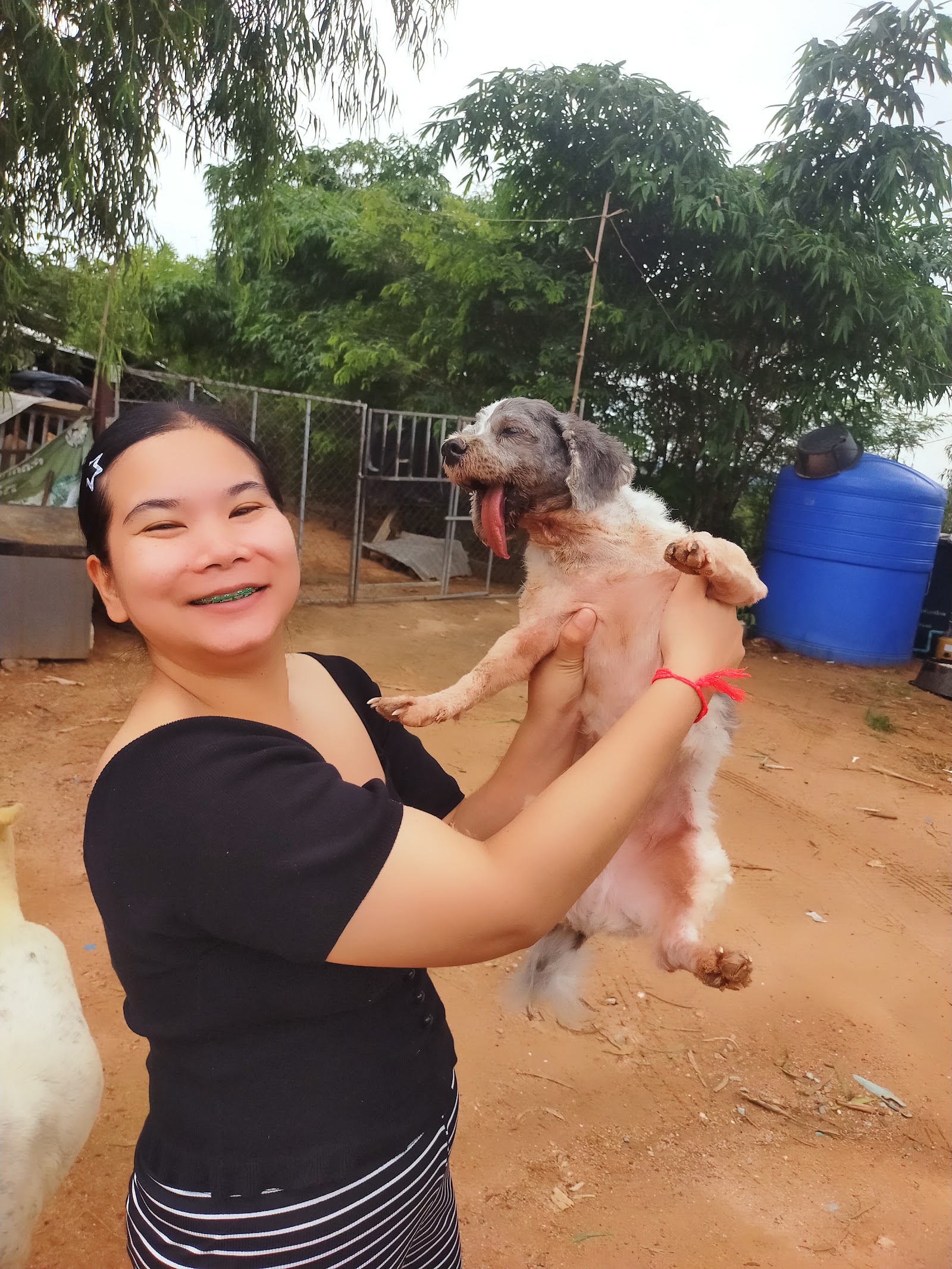 Ban Saphan Boon Bang Saray (stray dog)