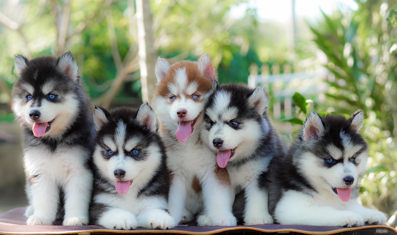 Siberian husky thailand