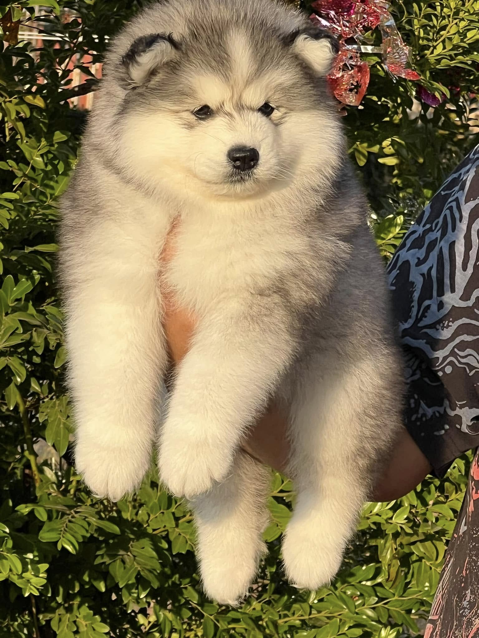Siberian husky thailand