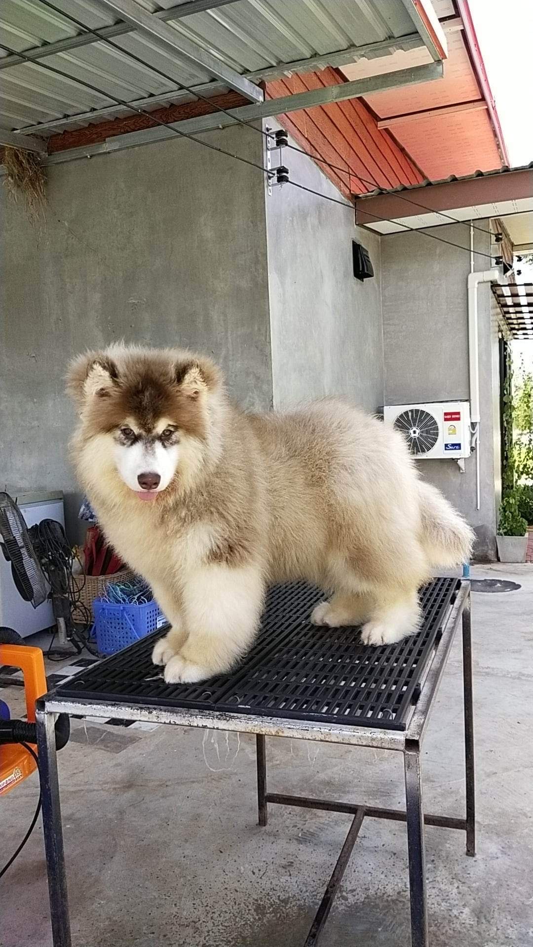 NJ HUSKY STYLE at