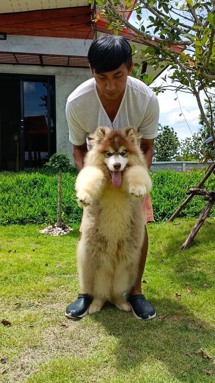 NJ HUSKY STYLE at
