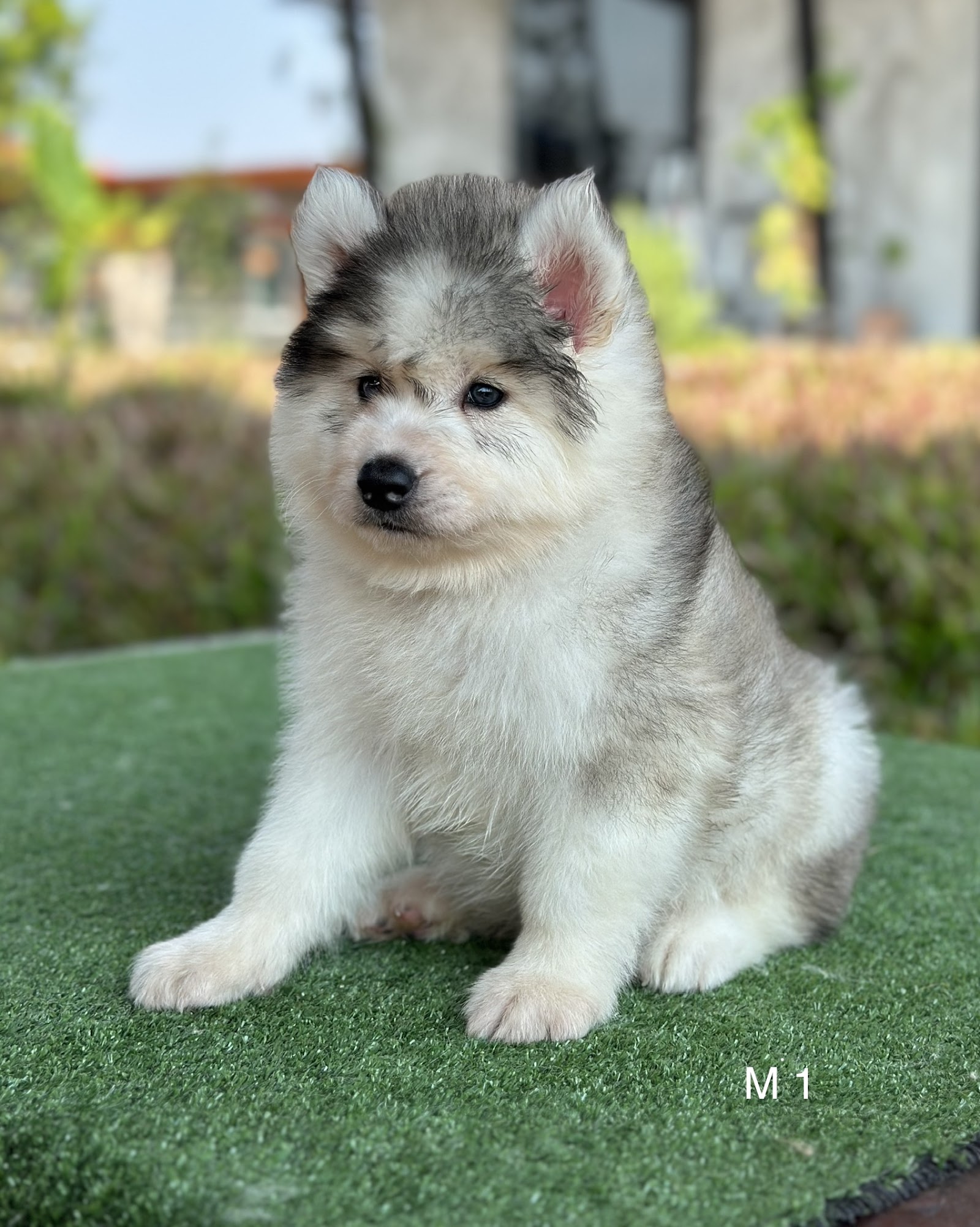 NJ HUSKY STYLE at