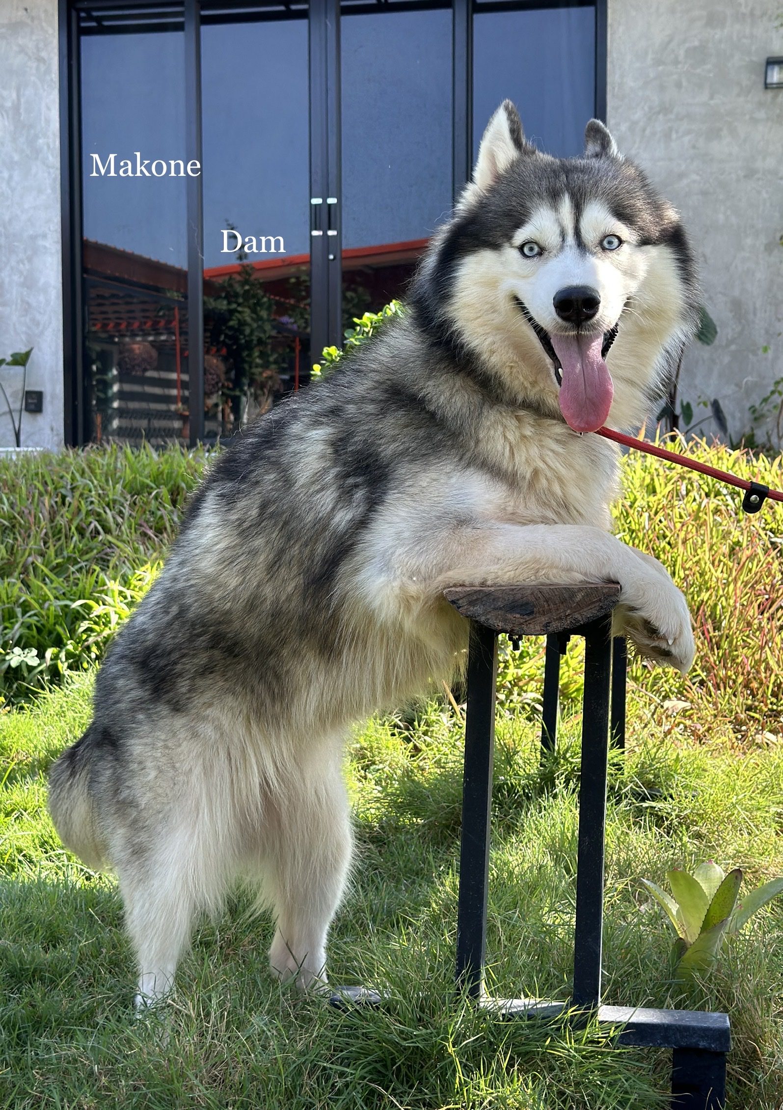 NJ HUSKY STYLE at