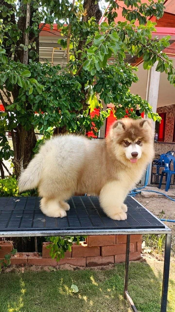 NJ HUSKY STYLE at