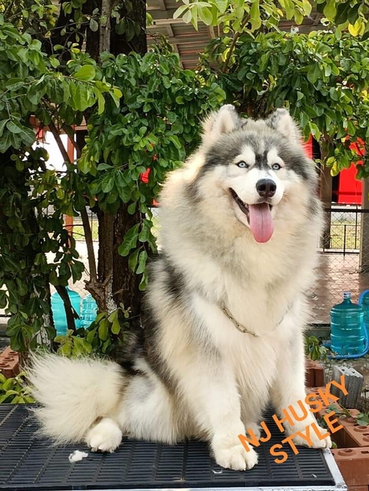 NJ HUSKY STYLE at