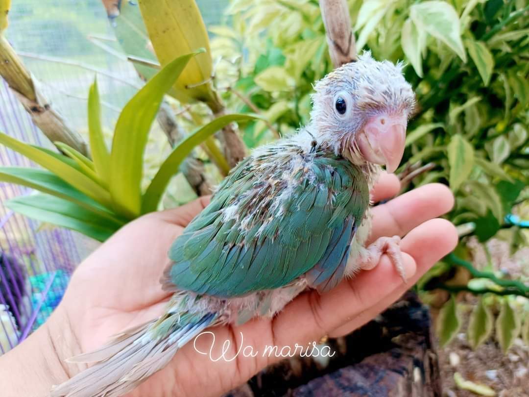 Baby bird