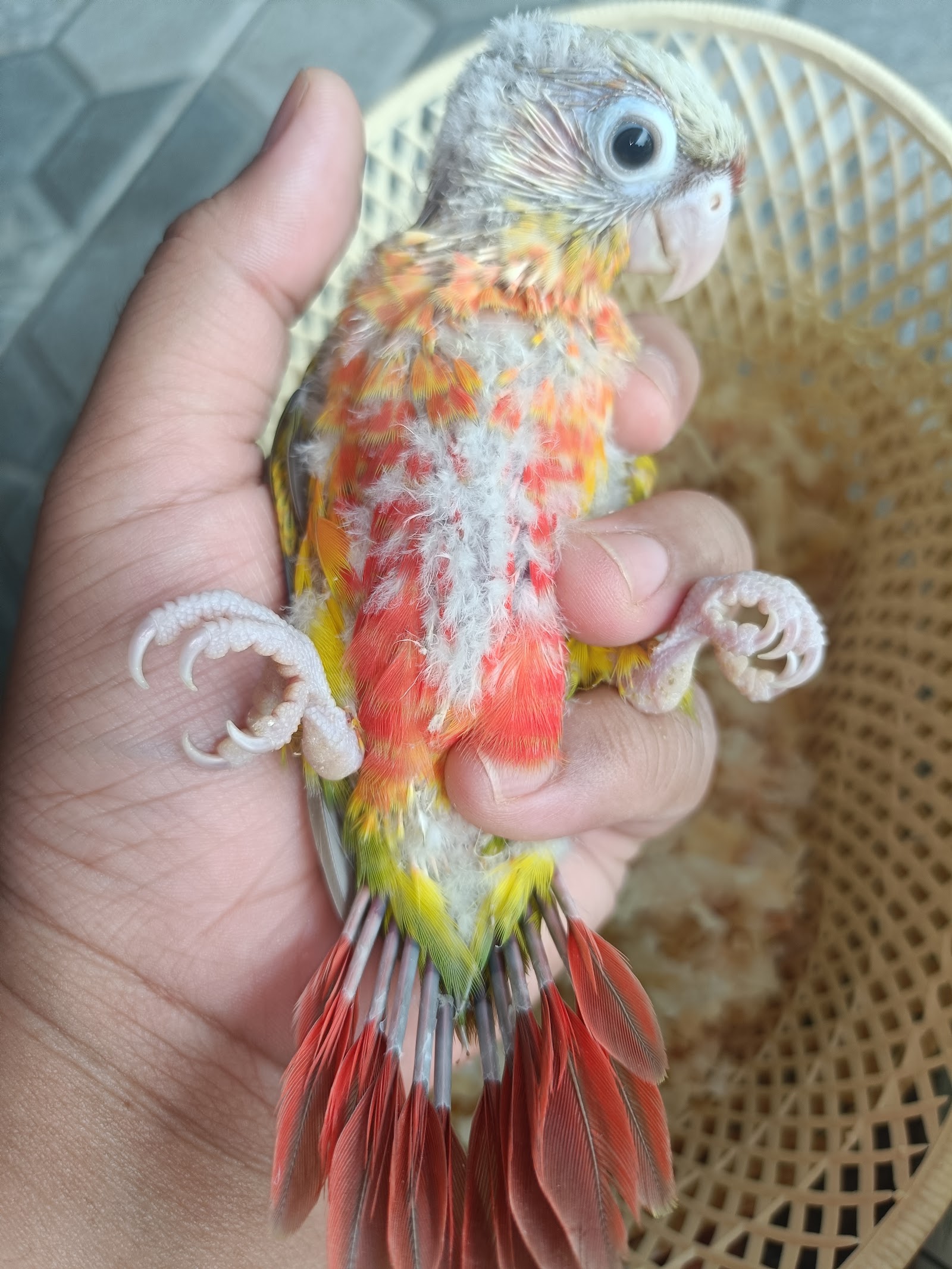 Baby bird