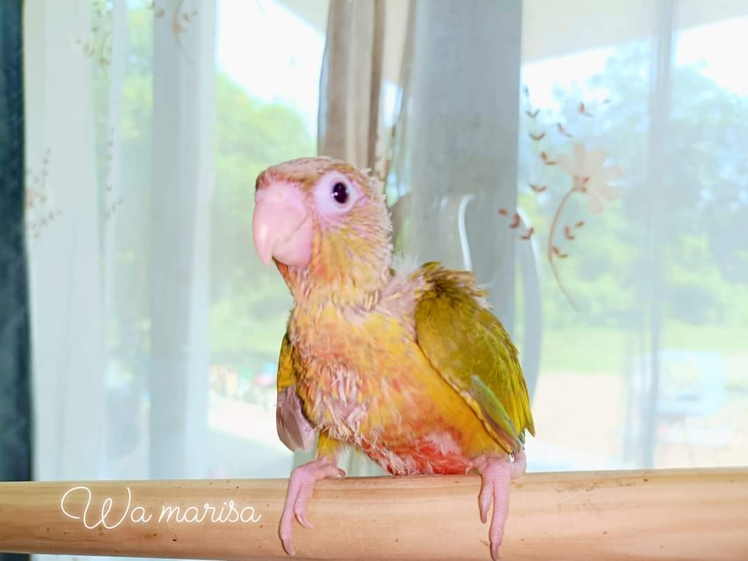 Baby bird