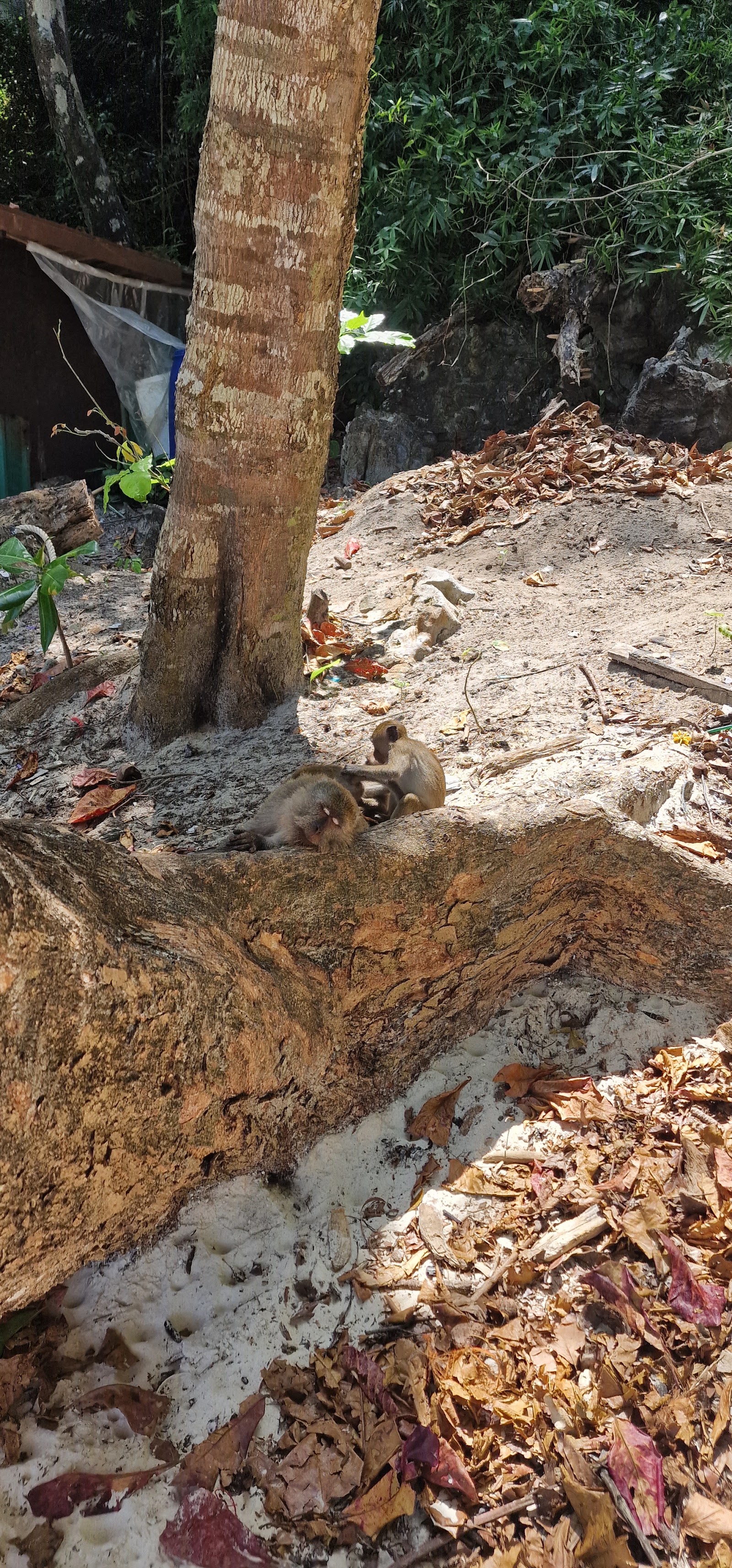 Dabizha Monkey Park