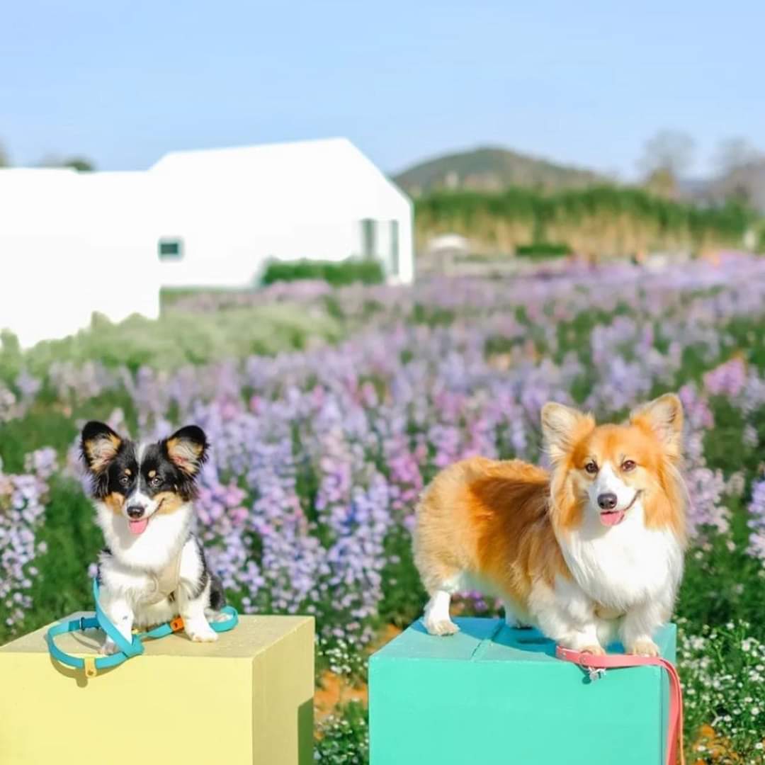 Blossom Bloom