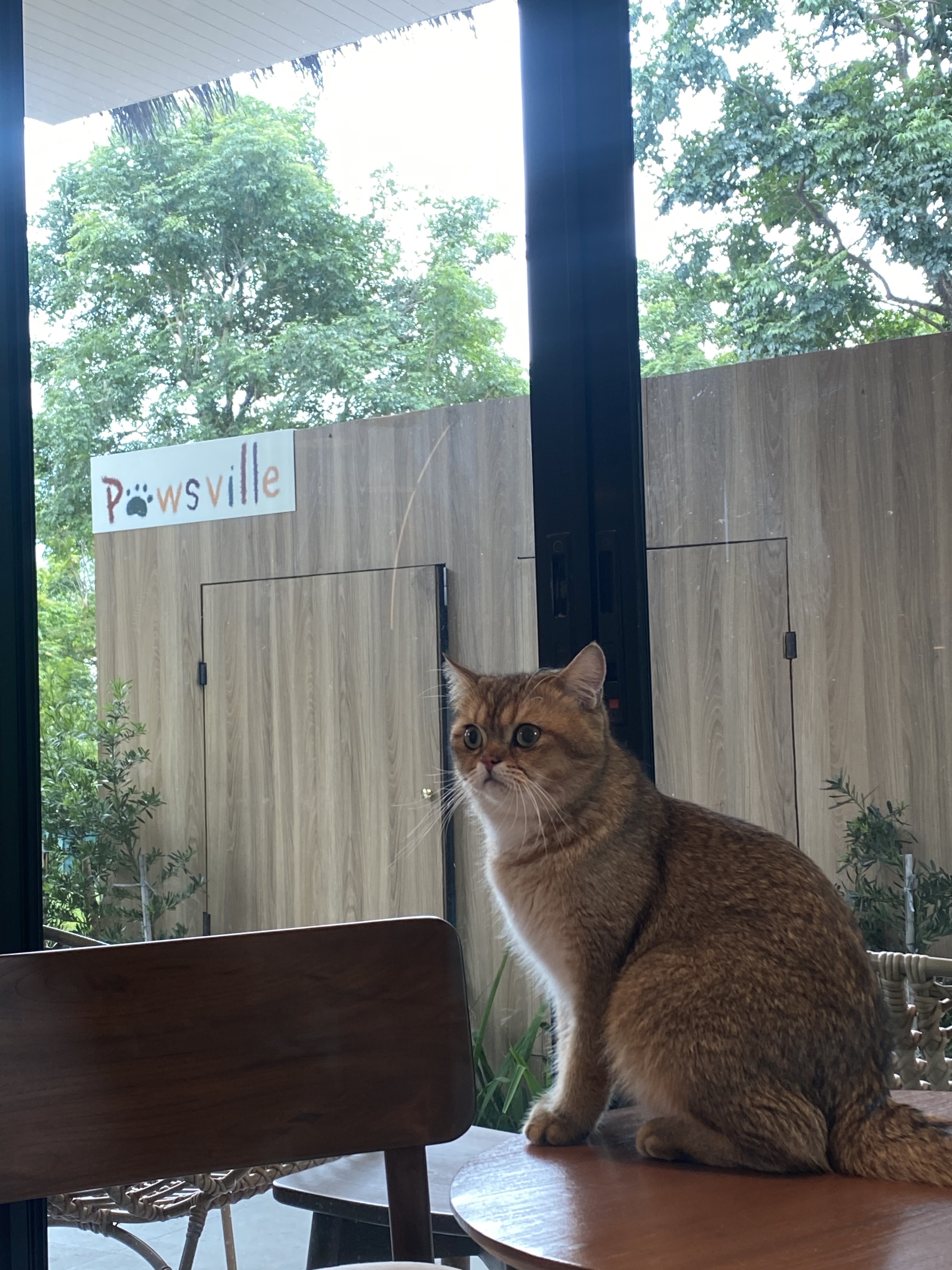 PAWSVILLE