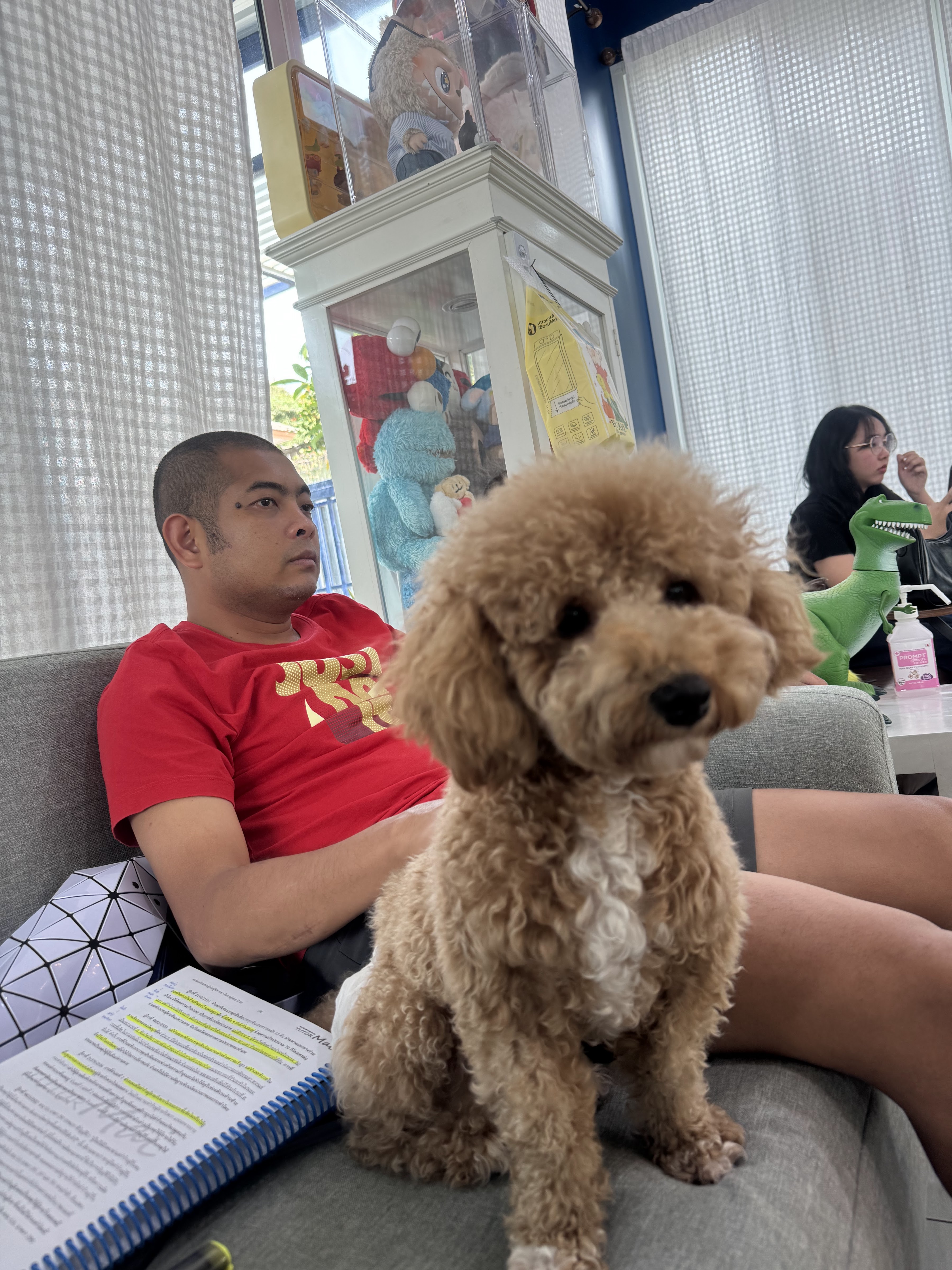 Lang Baan Maltese dog cafe