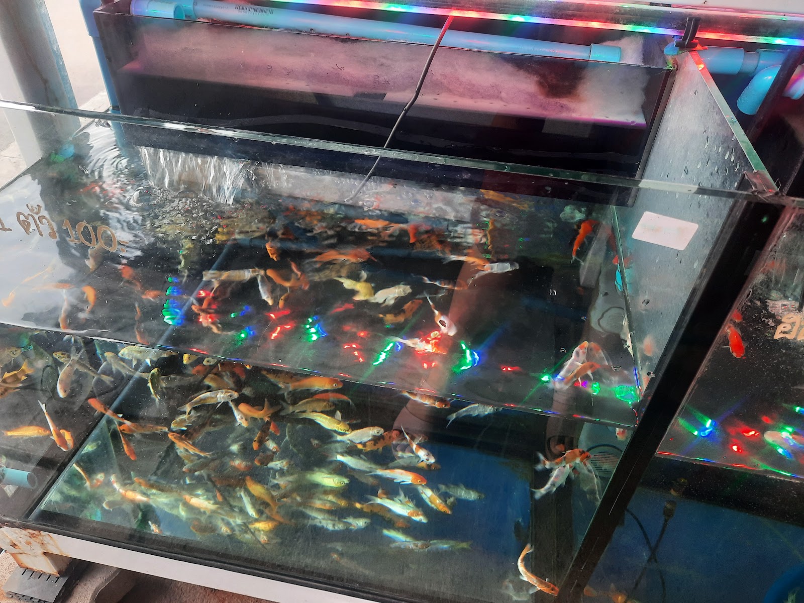 Pet Market