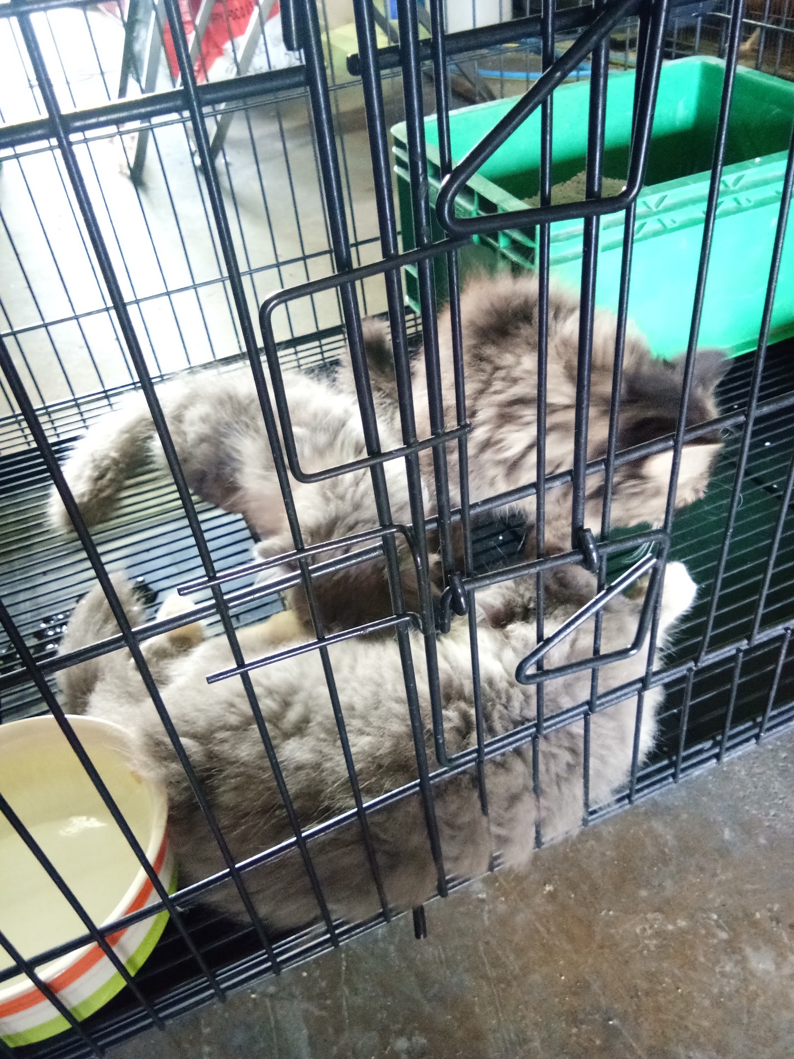 Pet Market