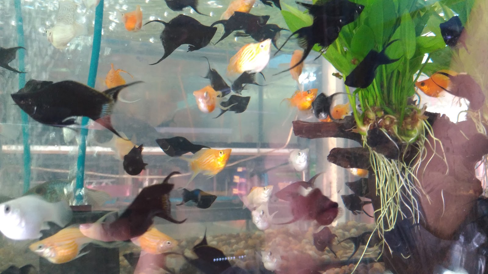 Pet Market