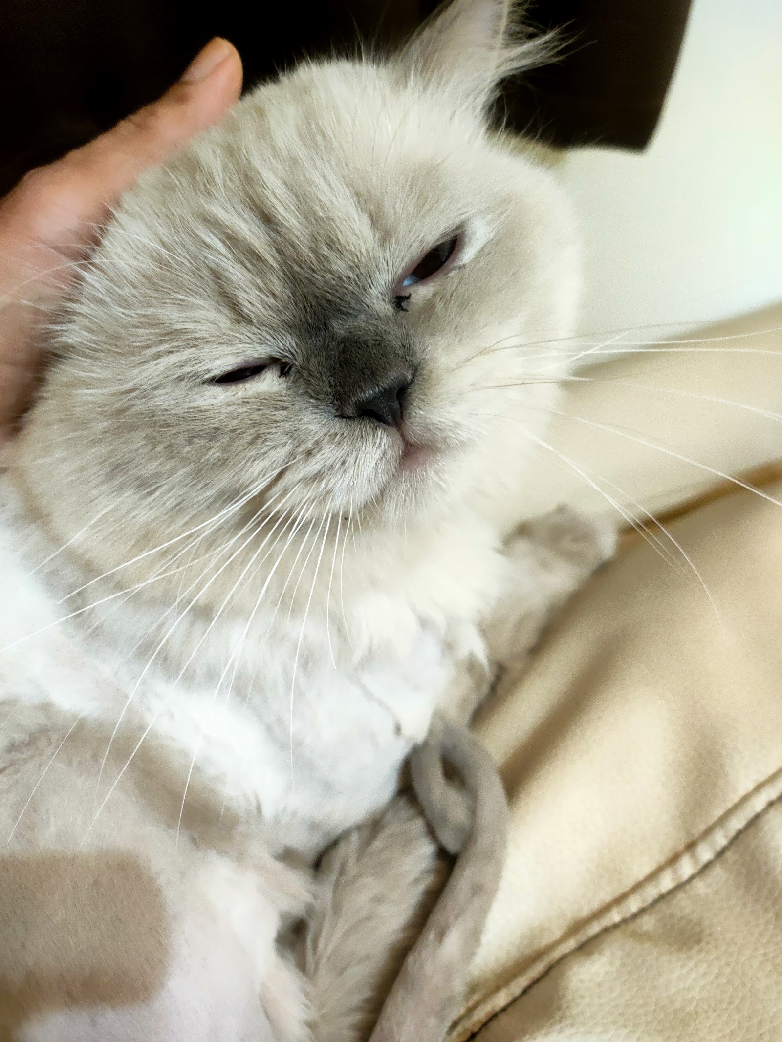 Ban Animal Hospital, Phetchaburi