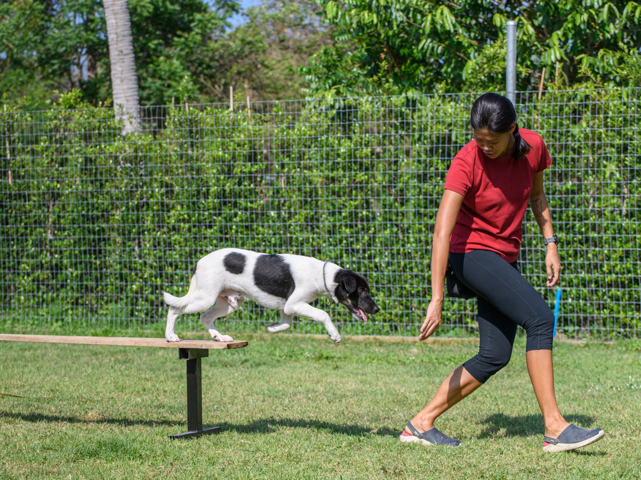 Hua Hin Dog Training and Boarding