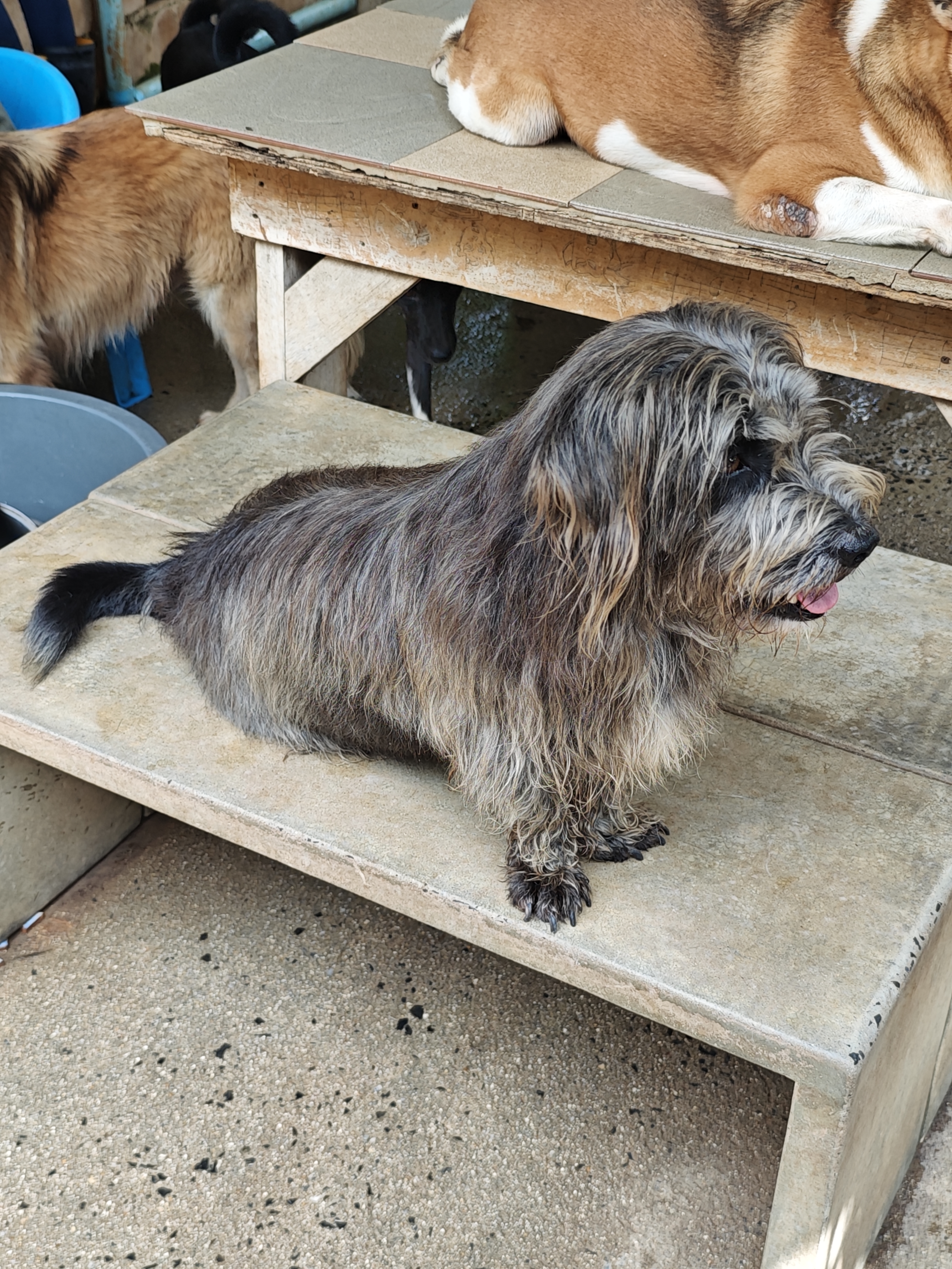 Bodhi Dog Rescue and Shelter