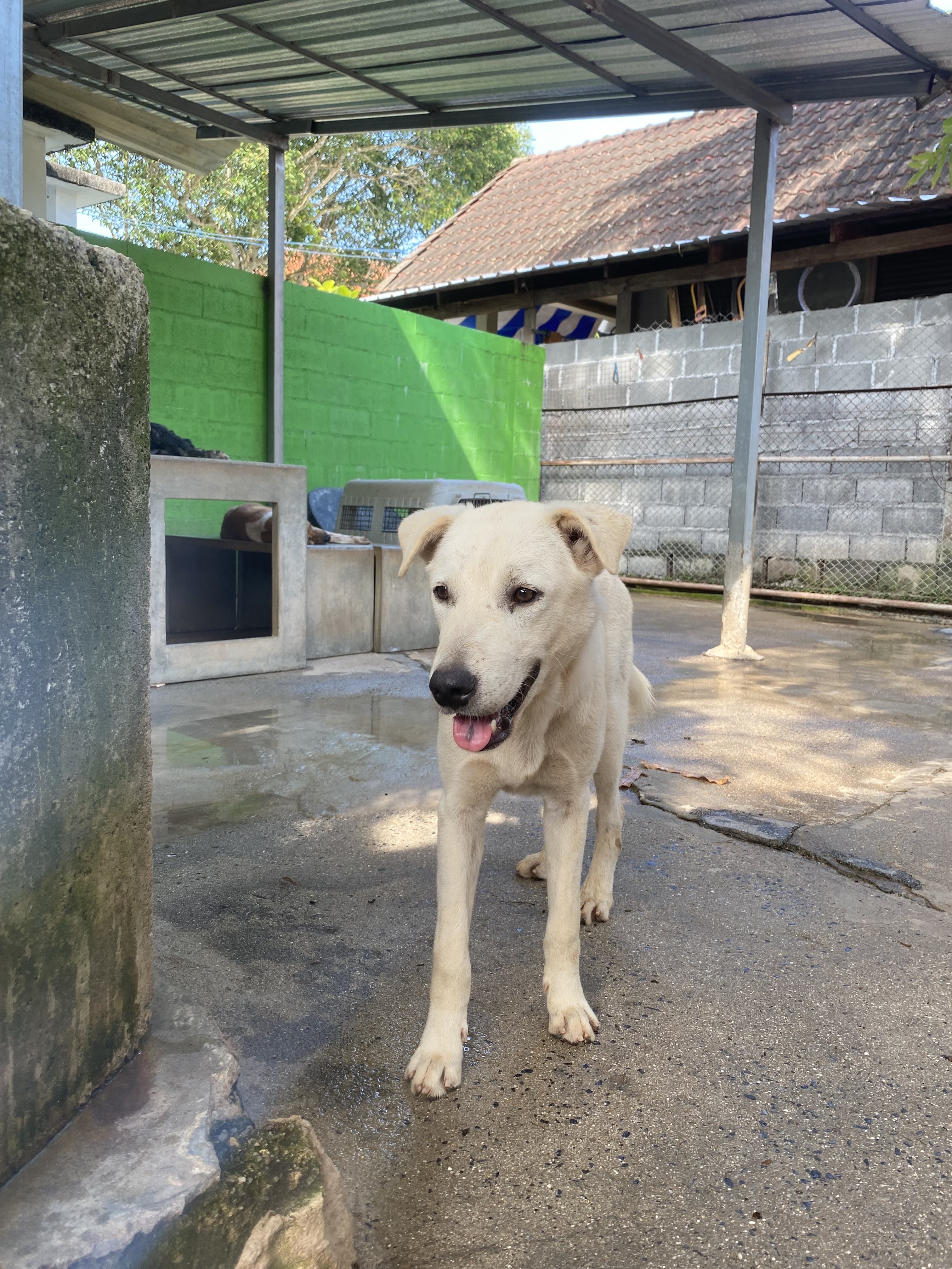 Bodhi Dog Rescue and Shelter