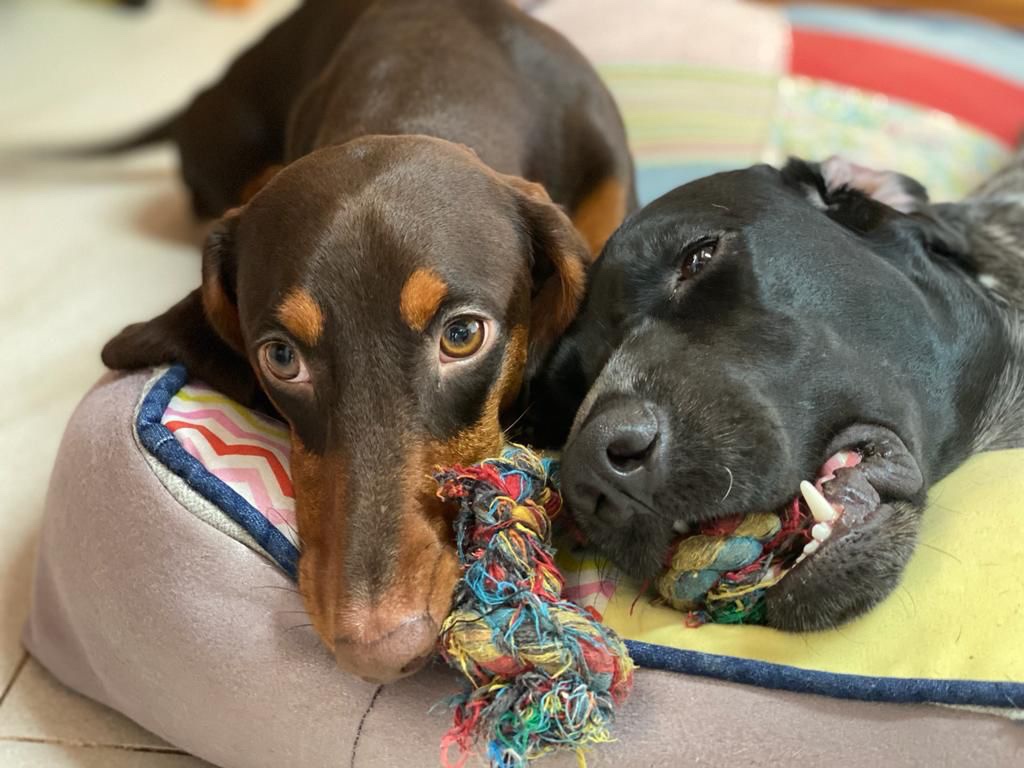 Canine Point