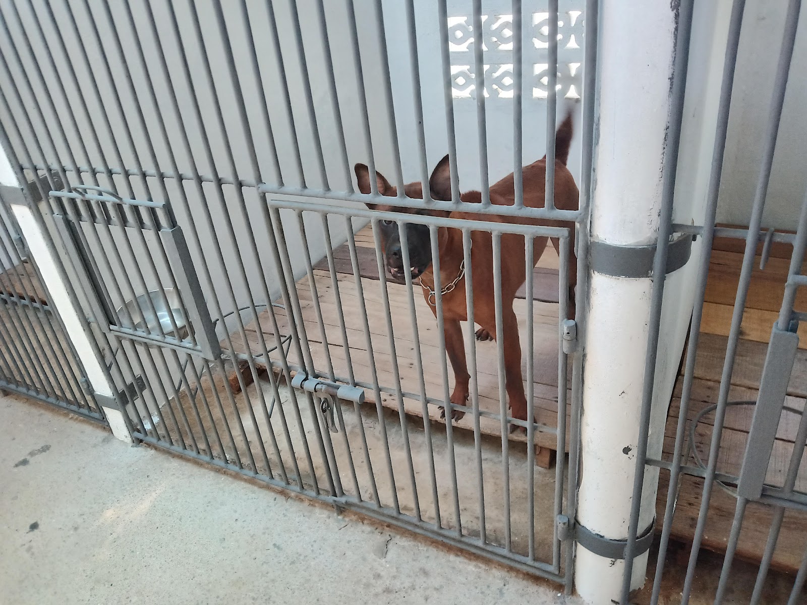 Phuket Dog School & Hotel