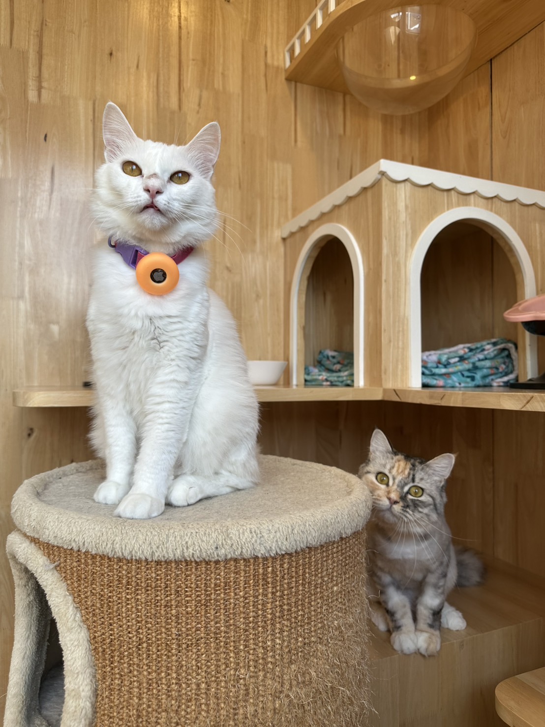 Purrfect Stay Cat Hotel Phuket