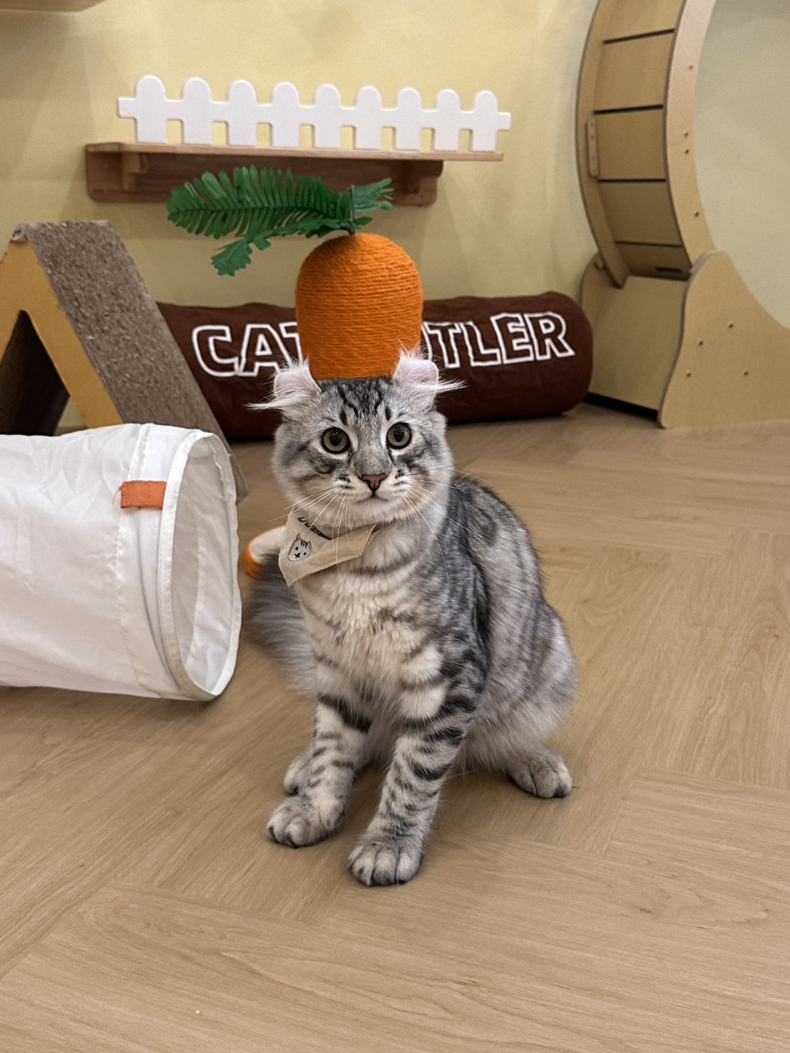 Purrfect Stay Cat Hotel Phuket
