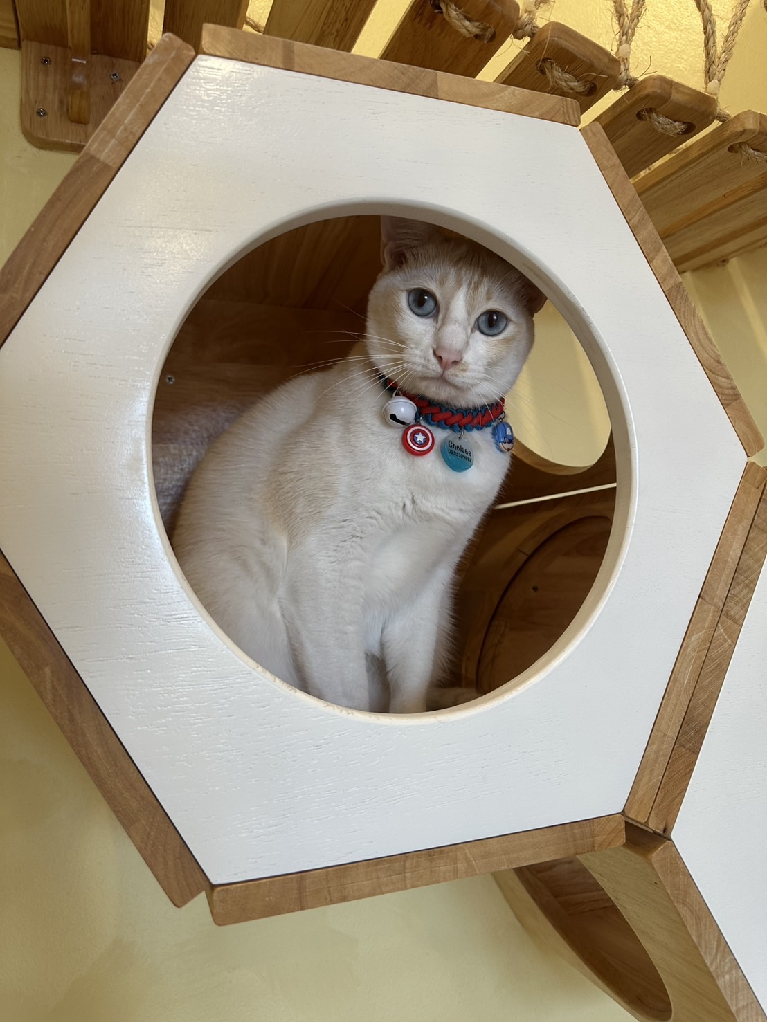 Purrfect Stay Cat Hotel Phuket