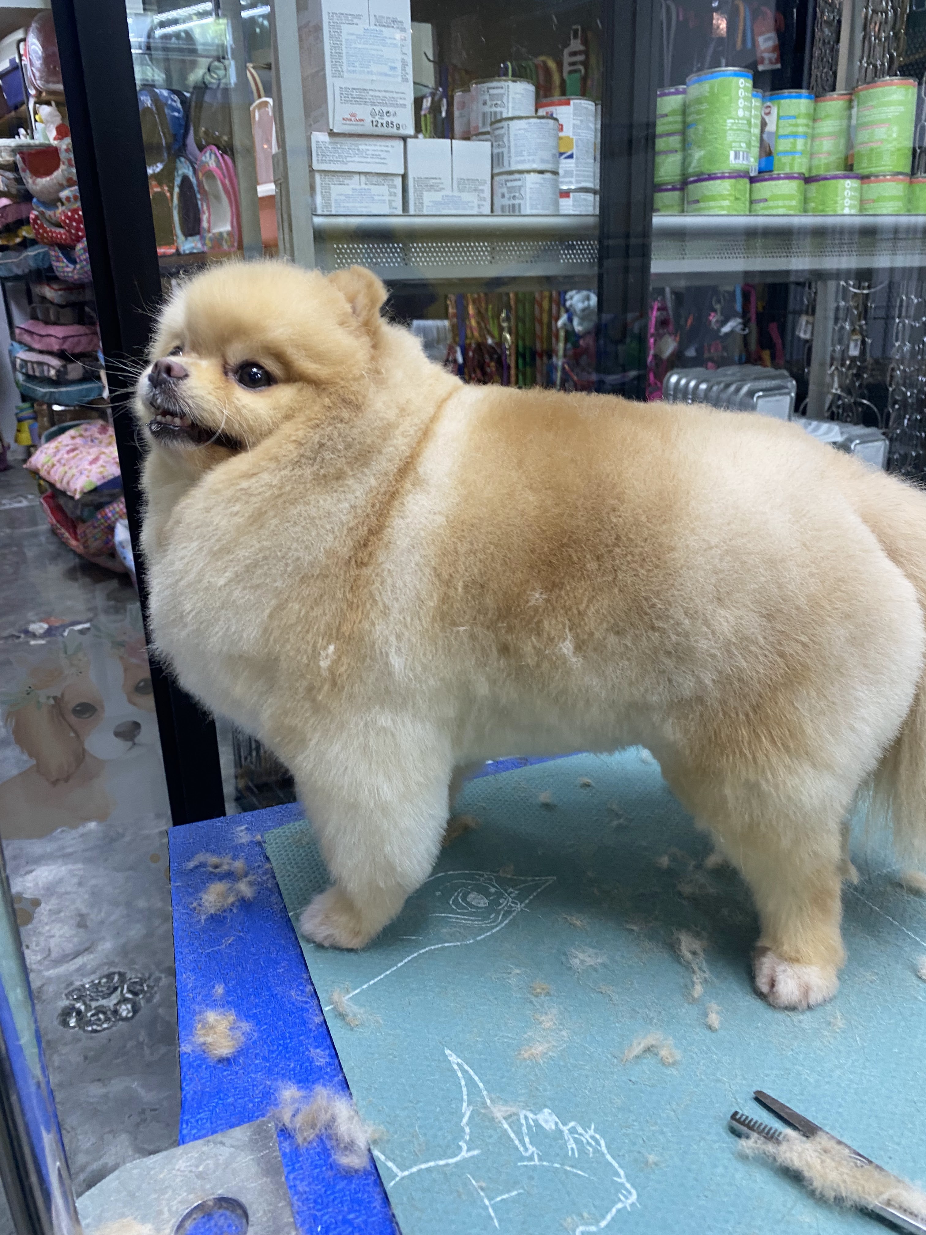 Smilepet & grooming