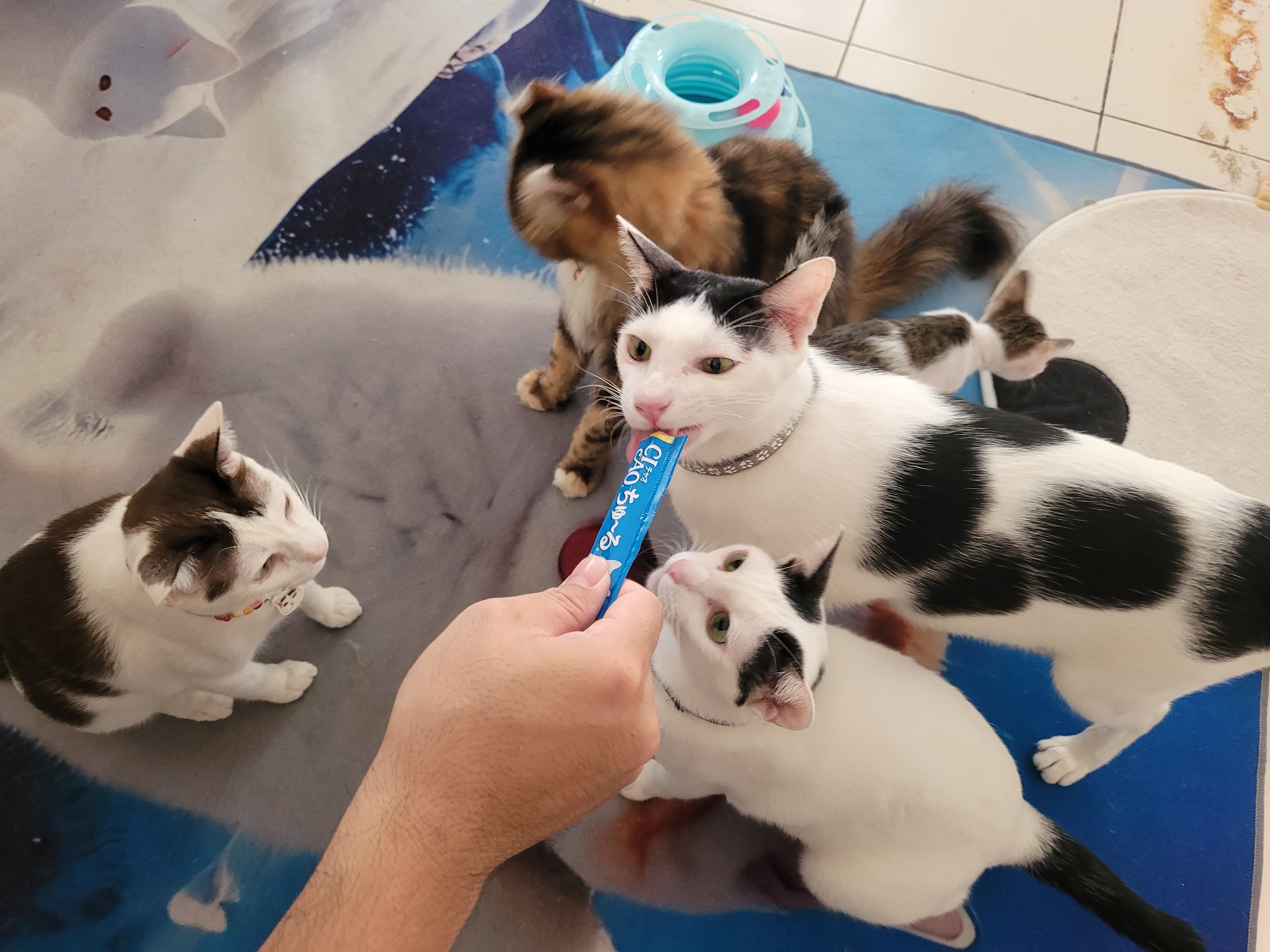 Triple cats share space & cats shelter