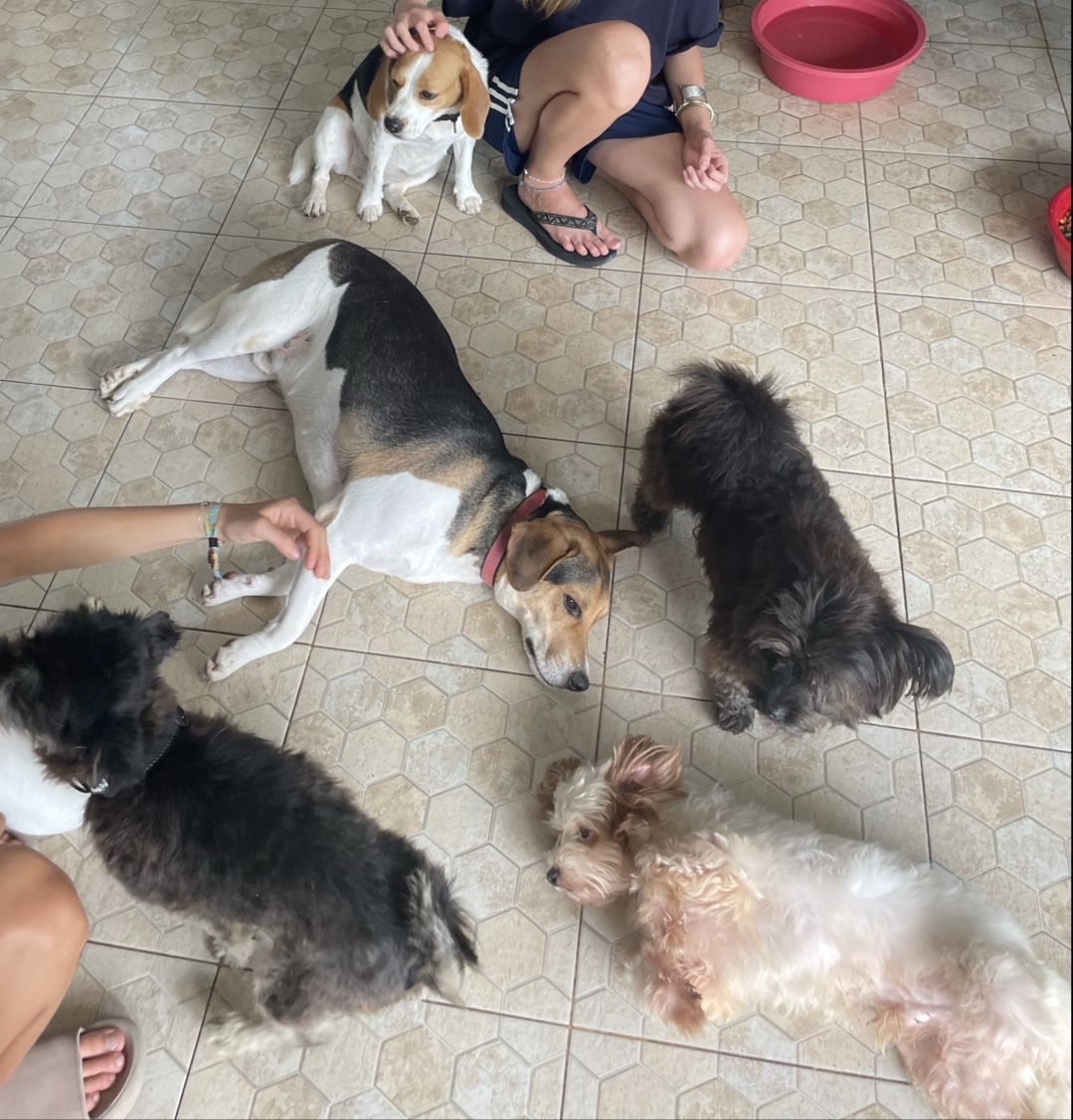 Dog and Cat Rescue Samui Foundation