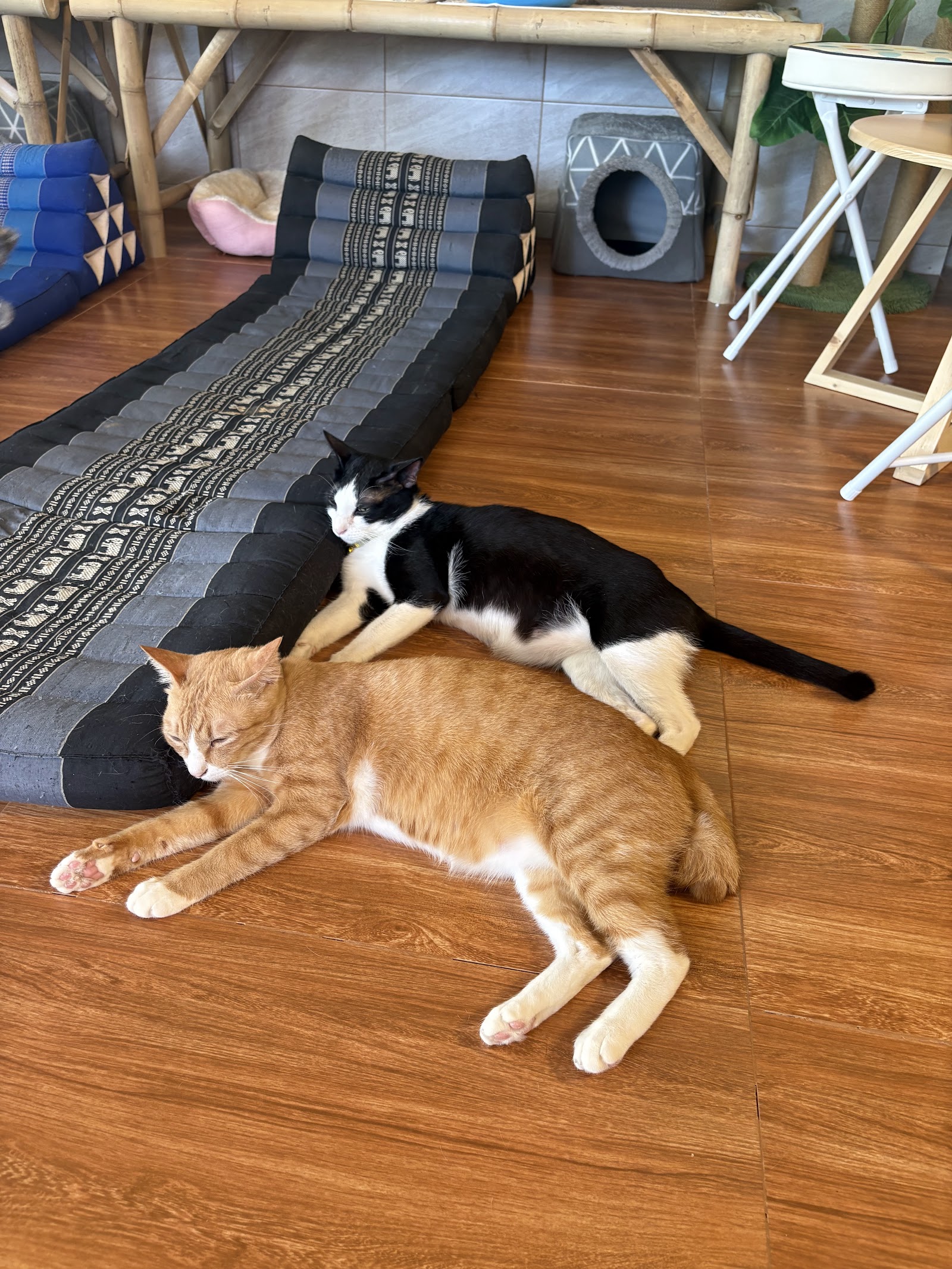 Dog and Cat Rescue Samui Foundation