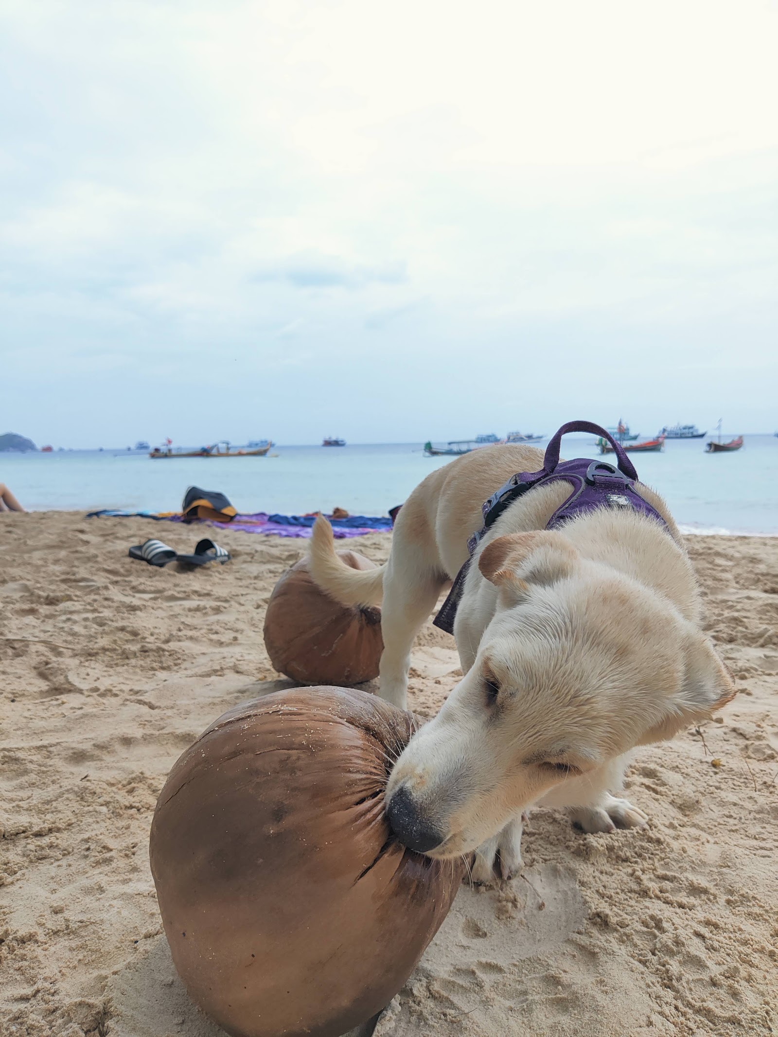Koh Koh Pups