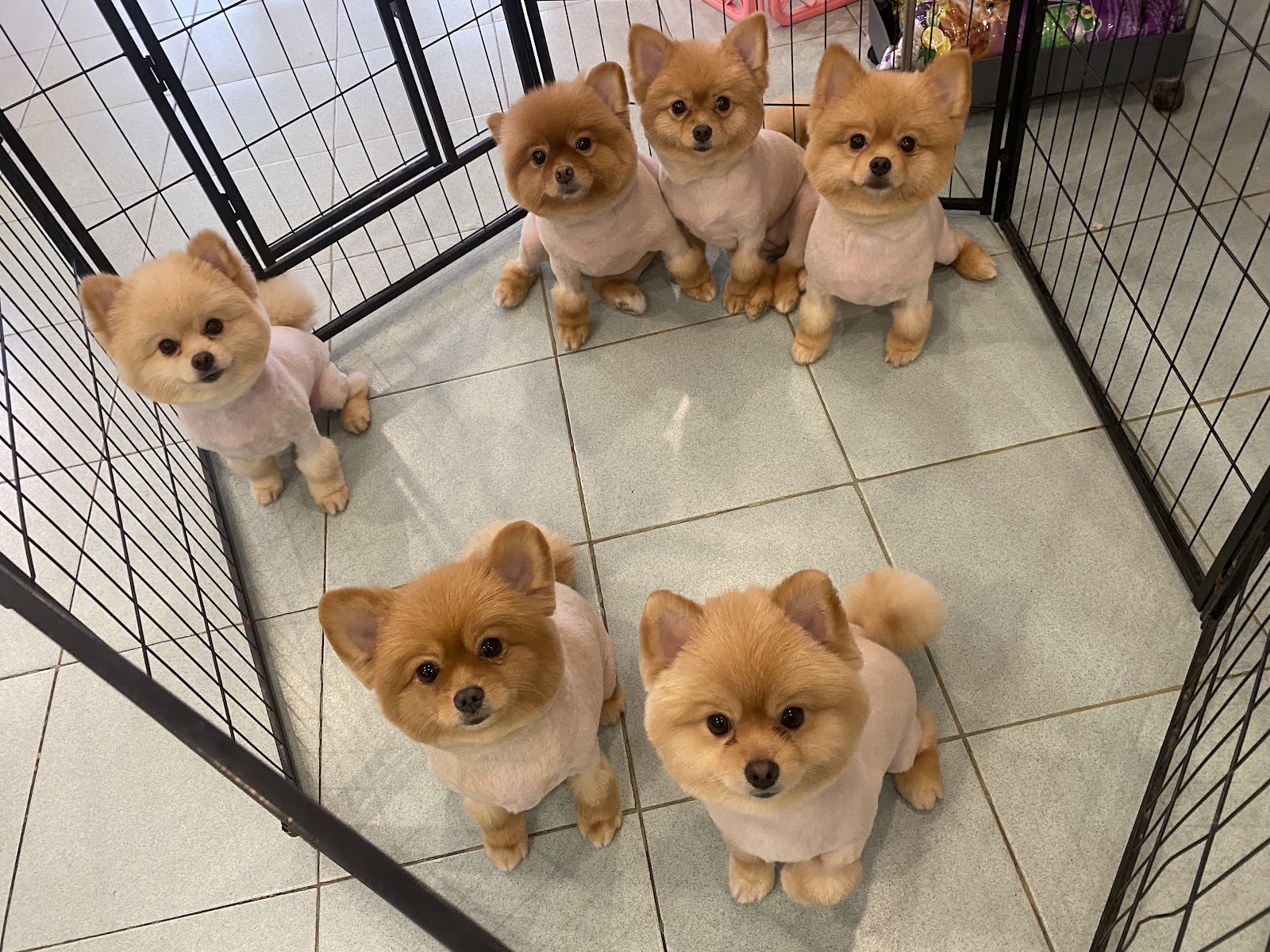 Groomer House